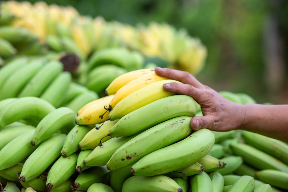 How Much do Bananas Cost 