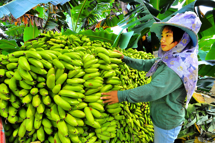How Much do Bananas Cost 