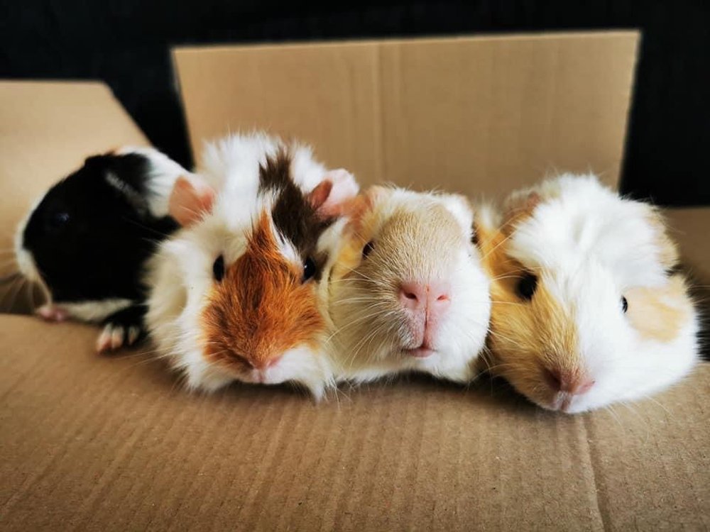 How Much Are Guinea pigs