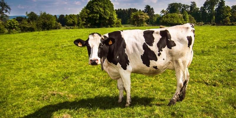 How Many Stomachs Does a Cow Have? (And Why?)