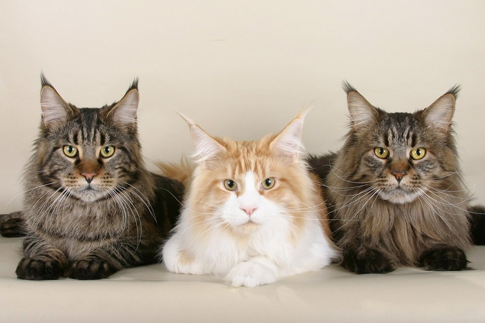 How Much are Maine Coon Cats
