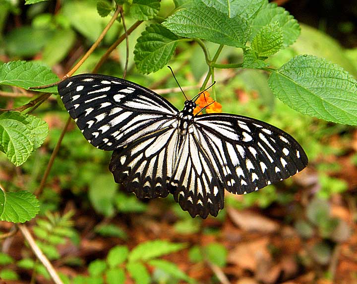 What Does a Pareronia Valeria Butterfly Do? (History, Facts)
