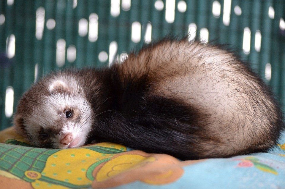 How Much are Ferrets