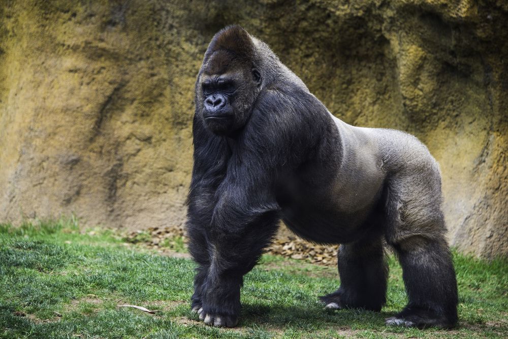 gorilla squat feat img