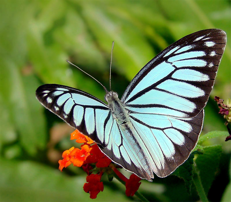 What Does a Pareronia Valeria Butterfly Do? (History, Facts)