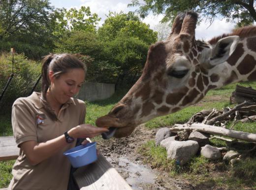 How Much do Zookeepers Make? (Zookeeper Salary)